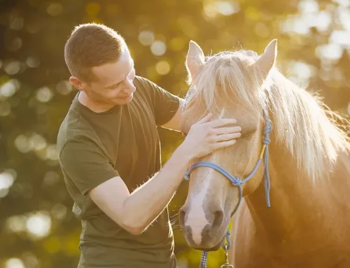 Equine Assisted Therapy