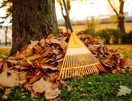 Stop The Pain Before It Starts – How To Avoid Aches and Pains While Raking